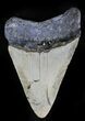 Bargain Megalodon Tooth - North Carolina #28510-1